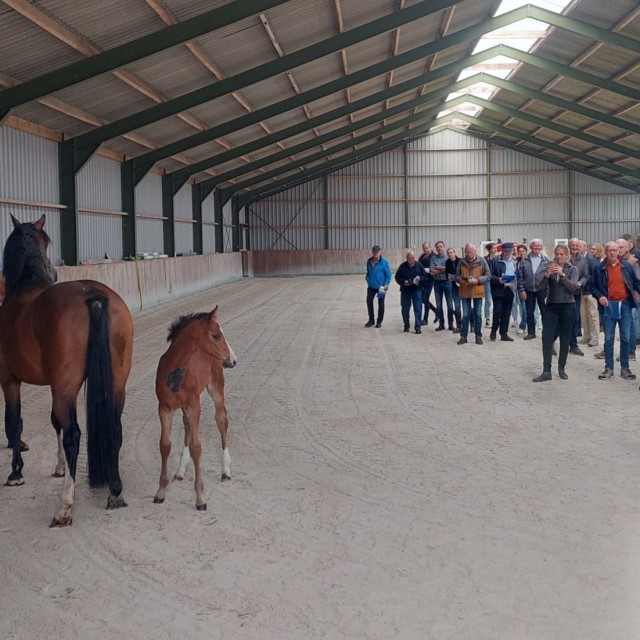 Onze jaarlijkse veulenkijkdag